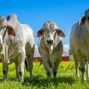 Brahman Cattle
