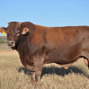 Braunvieh Cattle