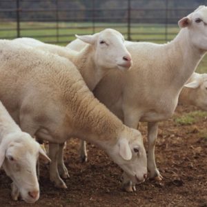 Dormer Sheep