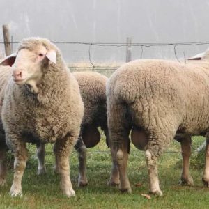 Dohne Merino Sheep